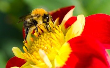 Пчела на желто-красном цветке, макро