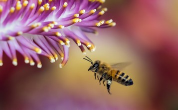 Пчела возле фиолетового цветка