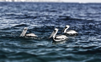 Пеликаны в воде