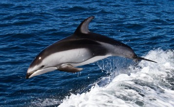 Плывущий дельфин