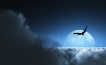Птица в небе на фоне луны