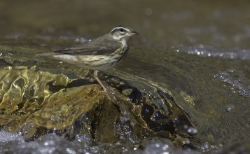 Птичка стоит в воде