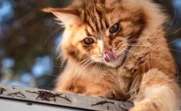 Пушистый рыжий кот с высунутым языком
