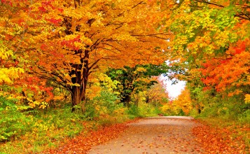 Путь среди осенних деревьев