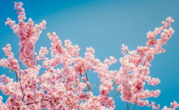 Розовые цветы на вишневом дереве