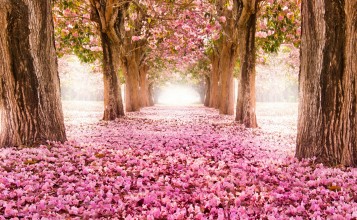 Розовые цветы под деревьями