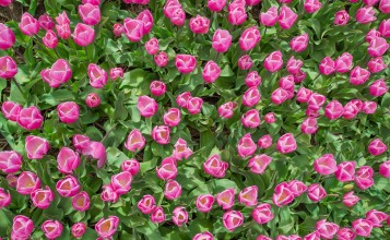 Розовые тюльпаны, вид сверху