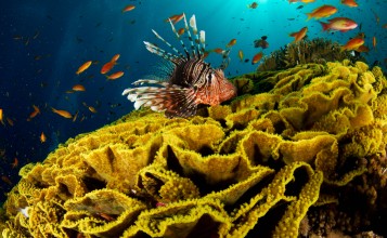 Рыба-лев и кораллы