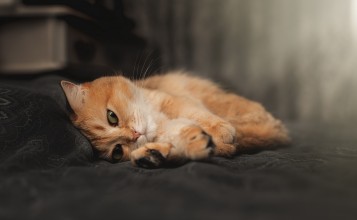 Рыжий кот лежит на черной кровати