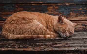 Рыжий кот спит на лавке