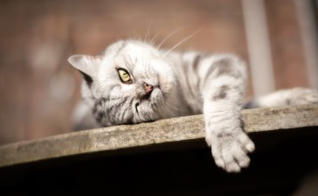 Серо-белый кот лежит свесив лапу