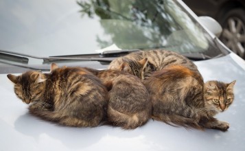 Серые кошки на капоте машины