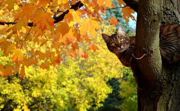 Серый кот на дереве