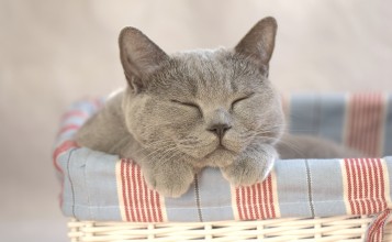 Серый кот с закрытыми глазами