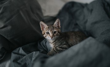 Серый котенок на серой постели