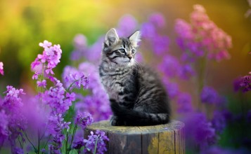 Серый котенок в фиолетовых цветах