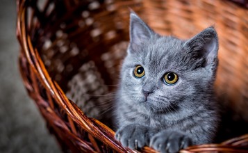 Серый котенок в корзине