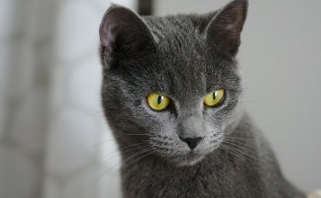 Серый котик