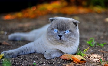 Шотландская вислоухая кошка с голубыми глазами