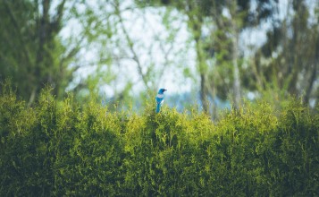 Сине-серая птичка на зеленом кусту