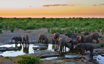 Слоны на водопое и солнечный закат
