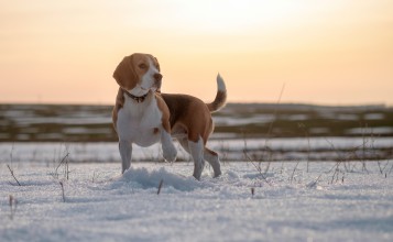 Собака бигль на снегу