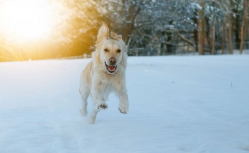Собака играет на снегу
