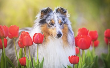 Собака в поле с тюльпанами