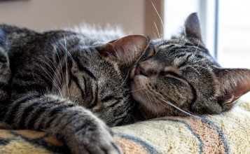 Спящие серые кошки