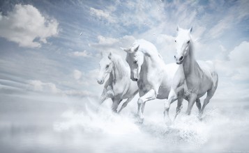 Три белых лошади