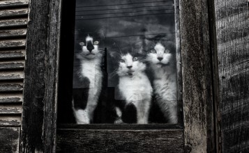 Три кошки за окном