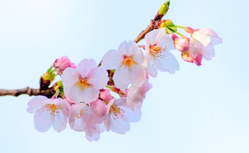 Весенние цветы вишни на ветке