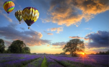 Воздушные шары над полем с цветами