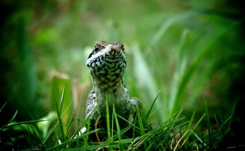 Ящерица в траве