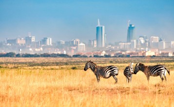 Зебры в поле на фоне города