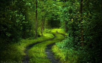 Зеленая дорога в лесу