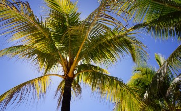 Зеленые листья пальмы на фоне синего неба