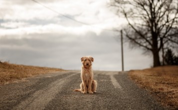 Ждущий на дороге пес