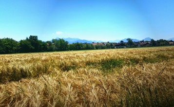 Золотистая пшеница в поле