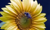 Синяя пчела в желтом цветке