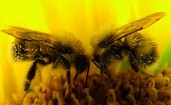 Две пчелки собирают пыльцу