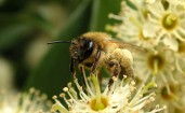 Мохнатая пчела в пыльце