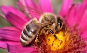 Пчела в розовом цветке собирает пыльцу