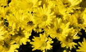 Желтый цветник и пчела