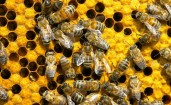Пчелы в сотах