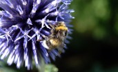 Пчелка в круглом синем цветке