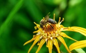 Пчела в желтом цветке на фоне зелени