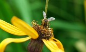 Пчела на раскрывшемся желтом цветке