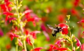Пчела у красных цветов