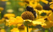 Пчела на раскрытом желтом цветке в поле